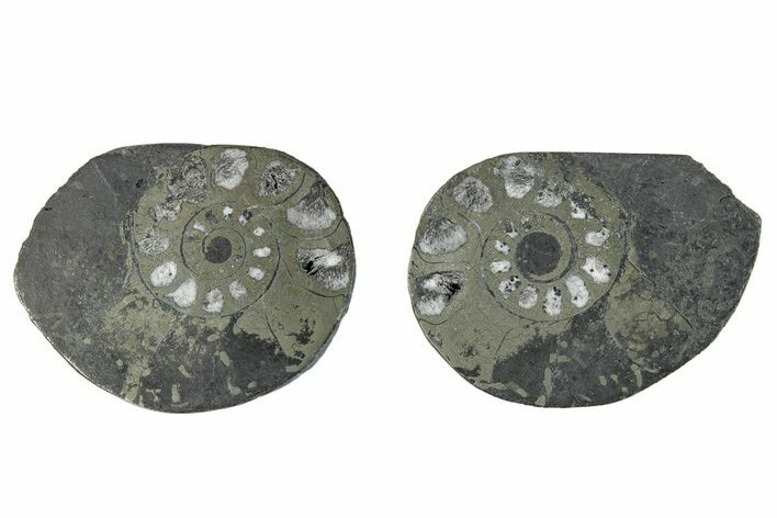 Pyritized Cut Ammonite Fossil Pair - Morocco #276606